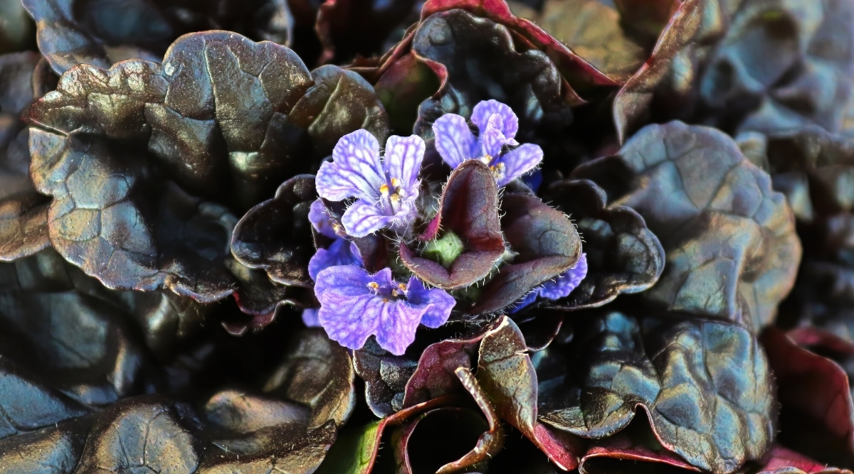 Primer plano de pequeñas flores de color púrpura rodeadas de hojas oscuras de color negro rojizo que tienen un borde festoneado y una textura espesa, cerosa y de apariencia.