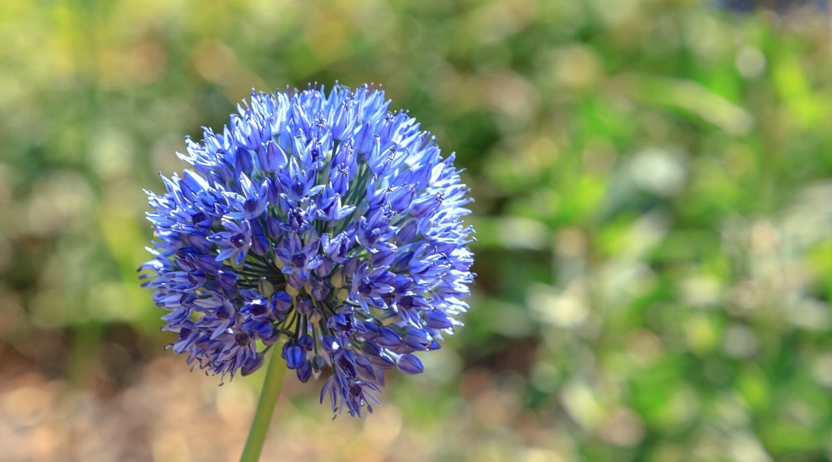   Allium Persian Blue en un jardín soleado, contra un fondo borroso.  La planta tiene una gran cabeza globular de diminutas flores de color azul claro en forma de trompeta.