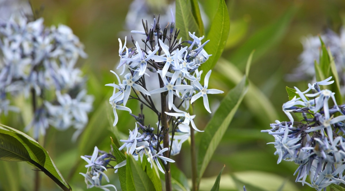 Tallo alto de color marrón oscuro con hojas largas y delgadas y un racimo de flores de color azul claro en forma de estrella en la parte superior.