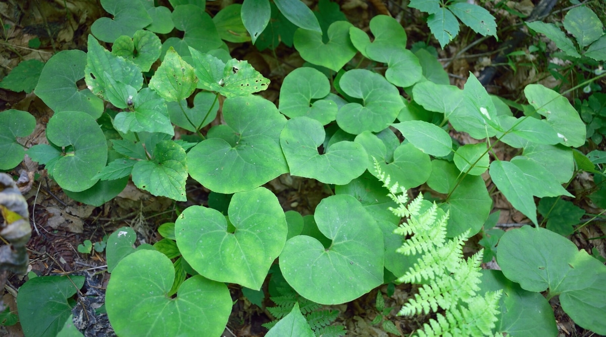 Grandes hojas en forma de corazón que crecen cerca del suelo en un área sombreada y boscosa.