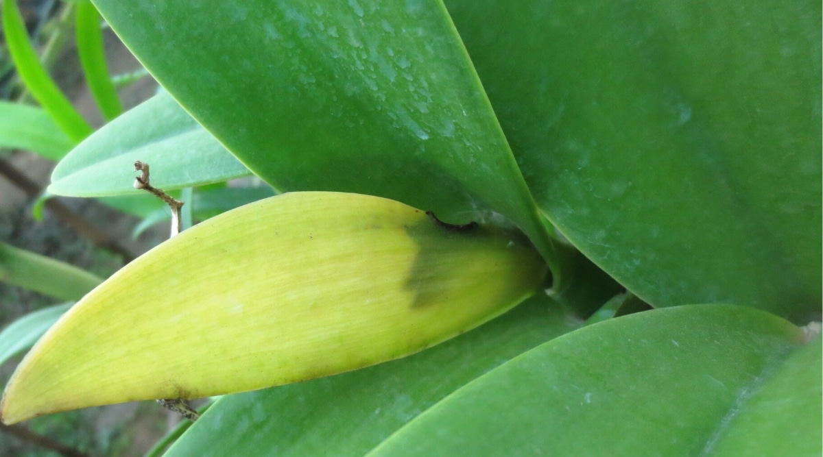 Primer plano de una planta afectada por podredumbre blanda y parda bacteriana.  La hoja de la orquídea tiene un color amarillento, verde pálido, textura suave que gira hacia la base.