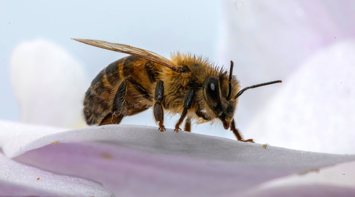 Primer plano de una abeja en un pétalo de orquídea blanca.  La abeja es grande, su cuerpo está dividido en tres partes: una cabeza con dos antenas, un cofre con seis patas y un abdomen.  Todo el cuerpo está cubierto de pequeños pelos marrones.