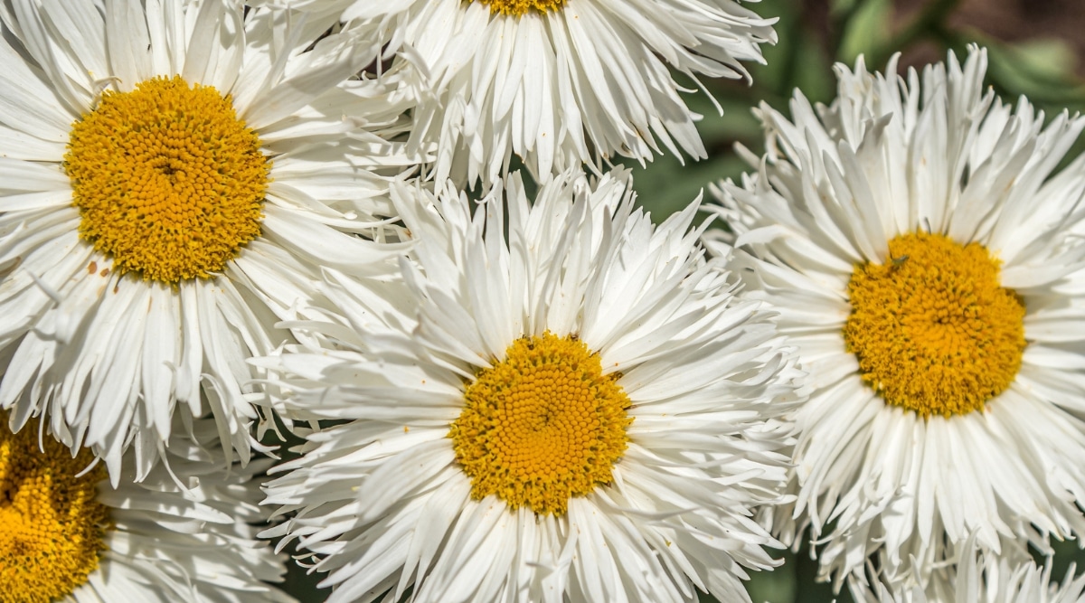 Encaje belga Shasta Daisy floreciendo con pétalos de volantes blancos en medio de una primavera  jardín.  La imagen muestra un primer plano de las propias flores, con delicados pétalos blancos que son delgados.  Cada flor tiene cientos de estambres centrales de color amarillo brillante.