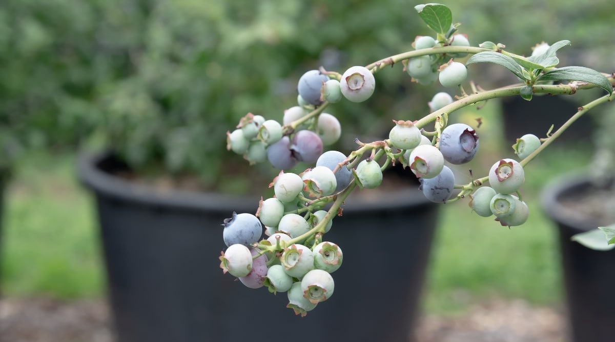 Frutos azules y verdes madurando en la vid antes de ser cosechados.  Las plantas crecen detrás de las frutas en recipientes negros colocados en el suelo.