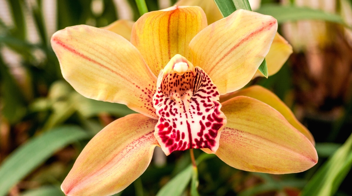 Primer plano de una flor de orquídea cymbidium contra un fondo borroso de follaje verde.  La flor es grande, consta de 2 pétalos y 3 sépalos, idénticos en forma y color: naranja brillante con vetas rojizas en toda la superficie.  El labelo es blanco con marcas rojas brillantes.