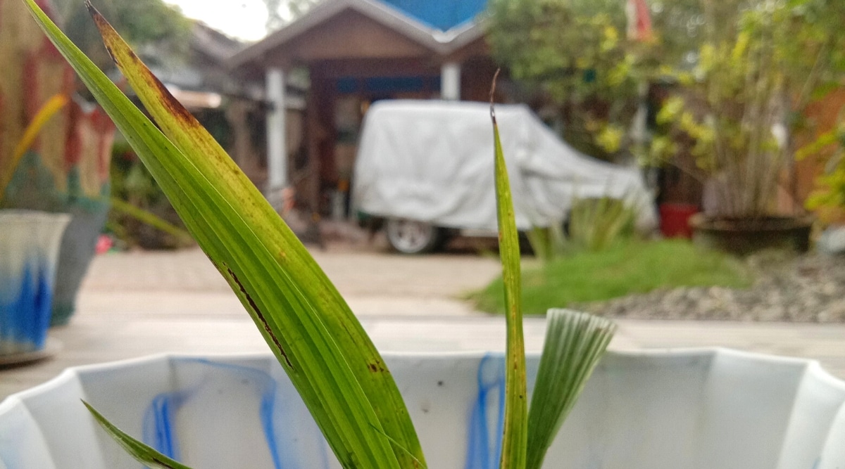 Primer plano de una planta de orquídea con hojas infectadas con la enfermedad de la mancha marrón.  Las hojas son largas, delgadas, planas, en forma de correa, de color verde brillante con manchas marrones.  Hay una casa y un auto cubiertos con una tela blanca en el fondo borroso.