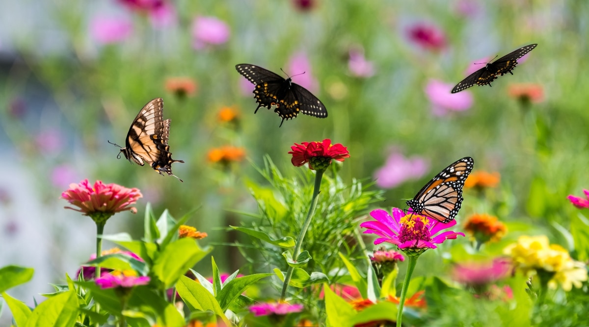 Mariposas volando por el jardín polinizando flores de diferentes colores.  Las flores son de color rosa, rojo, amarillo y naranja.  Hay varias mariposas volando por el jardín.