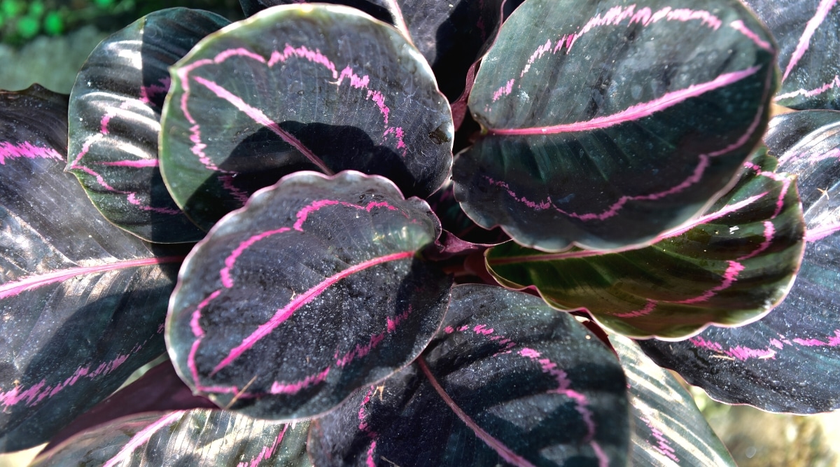 Primer plano de hojas grandes, redondas, de color púrpura oscuro con una raya rosa en el centro y marcas rosas en forma de una hoja más pequeña.