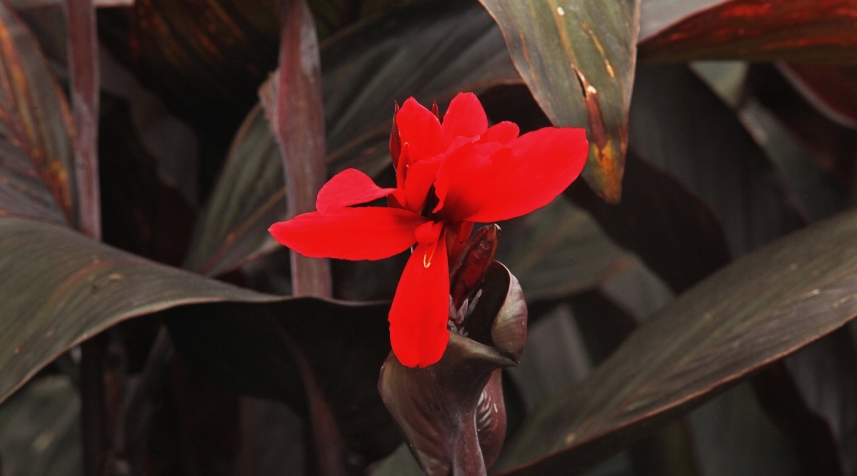 Primer plano de una flor roja brillante que crece de un tallo alto, grueso y de color púrpura oscuro que tiene hojas gigantes de color púrpura.