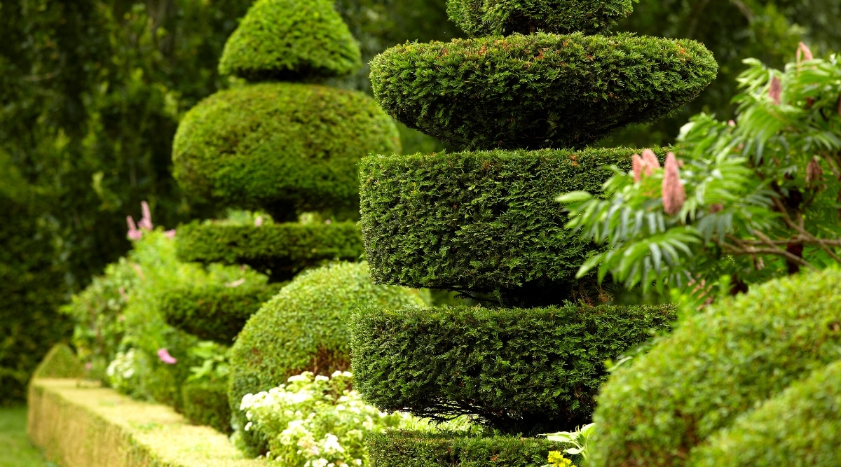 Primer plano de la idea del Jardín Inglés Clásico.  Arbustos altos y bien recortados en varias formas de fuentes de 4 o 5 niveles, rodeados de plantas con flores y setos bajos.