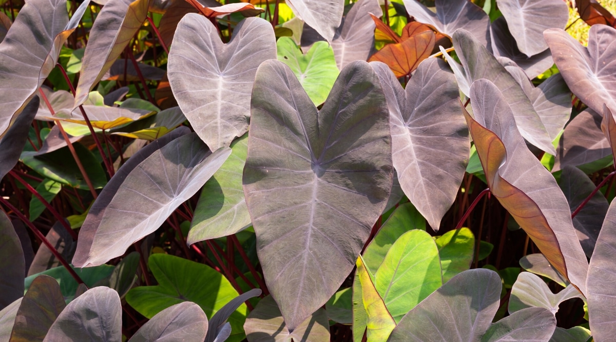 Docenas de enormes hojas en forma de corazón que van desde el verde con vetas moradas hasta hojas de color burdeos oscuro con un toque de verde.