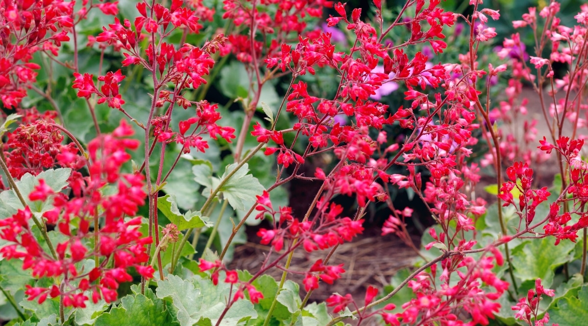 Primer plano de una planta Heuchera floreciente en el jardín.  La planta tiene hojas lobuladas grandes, de color verde oscuro con bordes ondulados y tallos altos de inflorescencias con flores rojas en forma de campana.