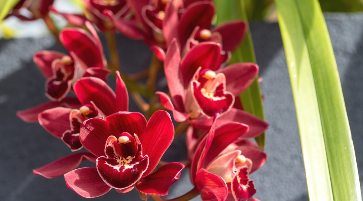Primer plano de las flores de orquídea Cymbidium magenta rojo oscuro en flor en un jardín soleado.  Un largo racimo de hermosas flores de color burdeos oscuro, con venas más oscuras a lo largo de los pétalos y sépalos.  Labellum es de color burdeos oscuro con marcas blancas hacia el centro.
