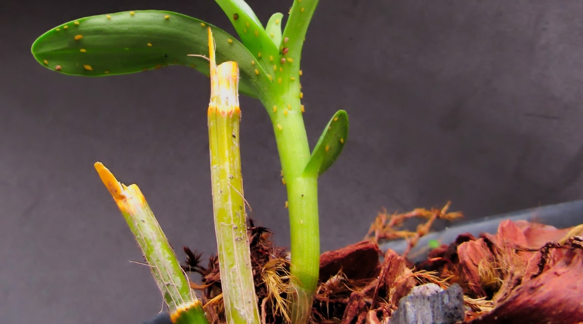 Primer plano de una planta de orquídeas infestada de pulgones.  La planta está en una maceta de plástico negro con mezcla para macetas de corteza de orquídea.  Los áfidos son pequeños insectos de cuerpo blando que son de color verde claro y amarillo.