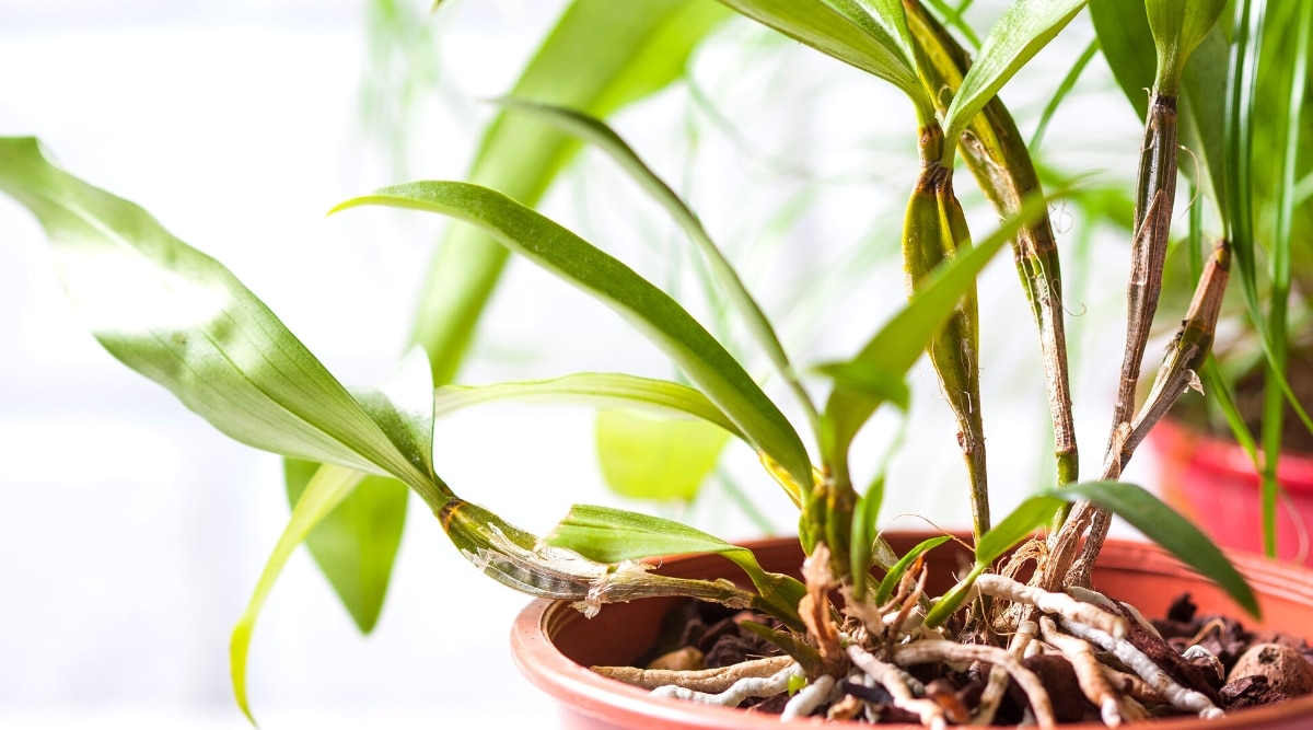 Primer plano de una planta de Dendrobium Farmeri en una gran maceta de terracota marrón iluminada por un sol brillante e indirecto.  La planta tiene hojas coriáceas, largas, de color verde oscuro, más cerca de la parte superior.