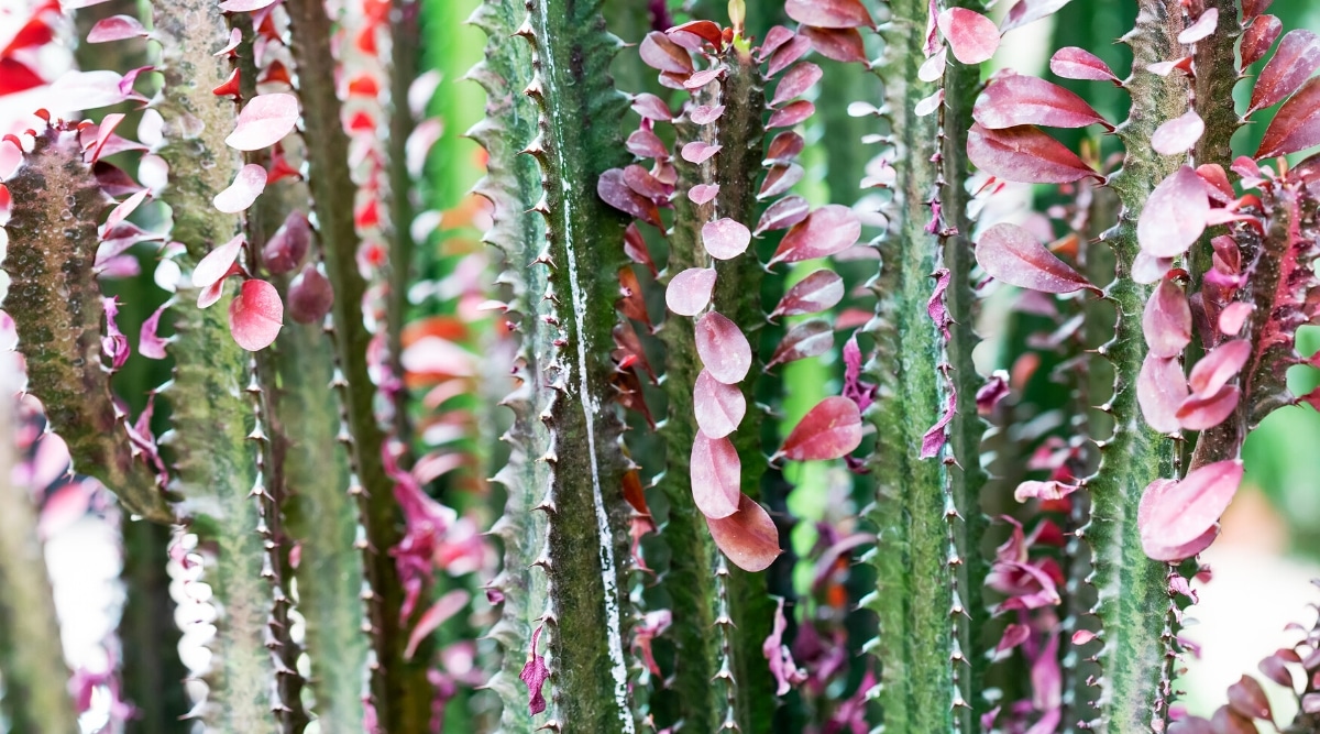 Primer plano de un tallo alto, grueso, puntiagudo y verde con hojas de color rosa claro que crecen en el borde de cada espina puntiaguda.