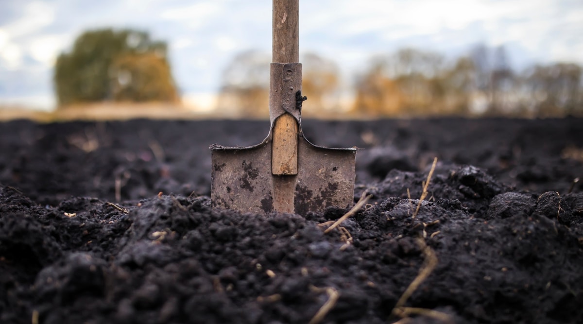 Jardinero preparando suelo para plantar.  Hay una pala de jardín en el suelo y el suelo es oscuro, húmedo y tiene muchos nutrientes.