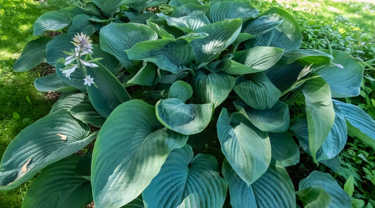 Planta gigante emperatriz Wu Hosta que crece en el jardín.  Es grande y verde con hojas de color verde azulado.