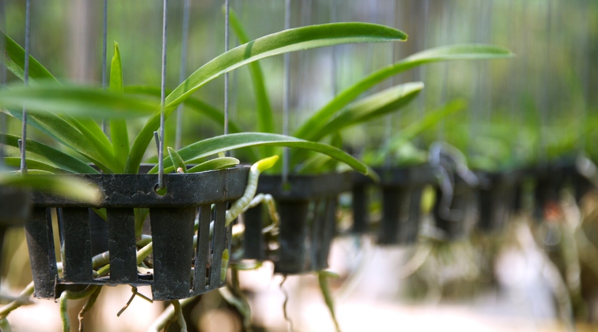 Primer plano de muchas cestas negras colgantes de orquídeas Vanda, en un invernadero.  Las plantas tienen raíces aéreas largas, gruesas, de color verde claro y hermosas hojas largas, estrechas, brillantes y de color verde oscuro.