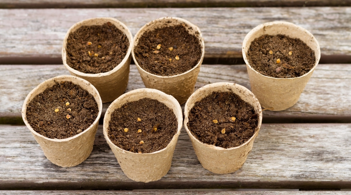 Seis vasos pequeños de papel de color marrón claro llenos de mezcla para macetas y de 3 a 5 semillas pequeñas de color marrón claro, todas descansando sobre una superficie de madera desgastada.