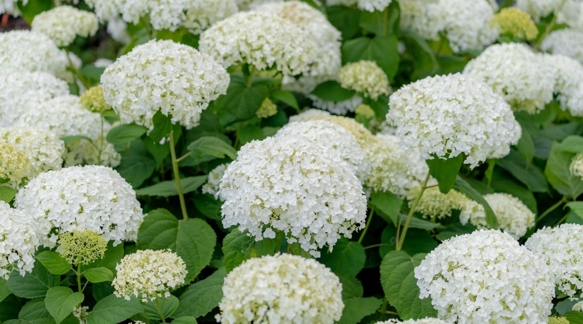Campo de flores blancas gigantes con racimos de diminutas flores blancas en forma de gran bola.