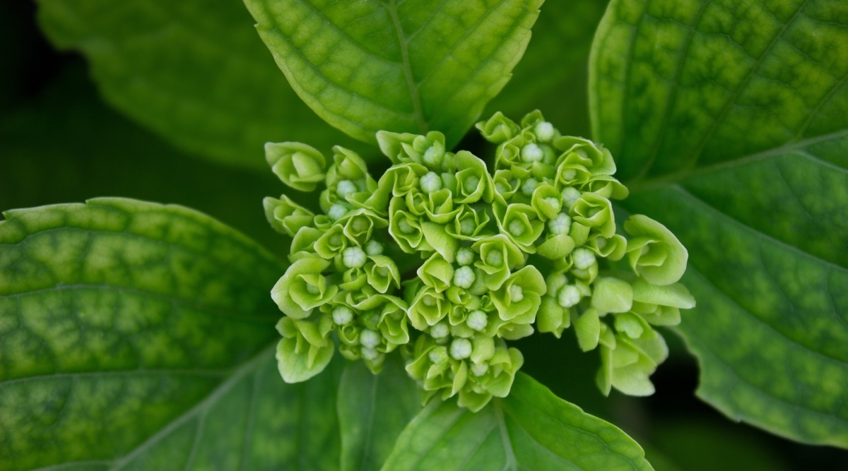 Primer plano de un grupo de diminutos capullos de flores verdes que florecen en el centro de varias hojas verdes grandes.