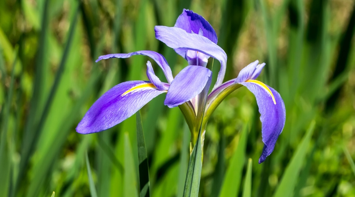 Primer plano de una flor de Iris brevicaulis 'Zigzag' en un jardín soleado contra un fondo frondoso borroso.  La flor es grande, de color azul violeta oscuro con crestas amarillas y blancas en los sépalos. "caídas".