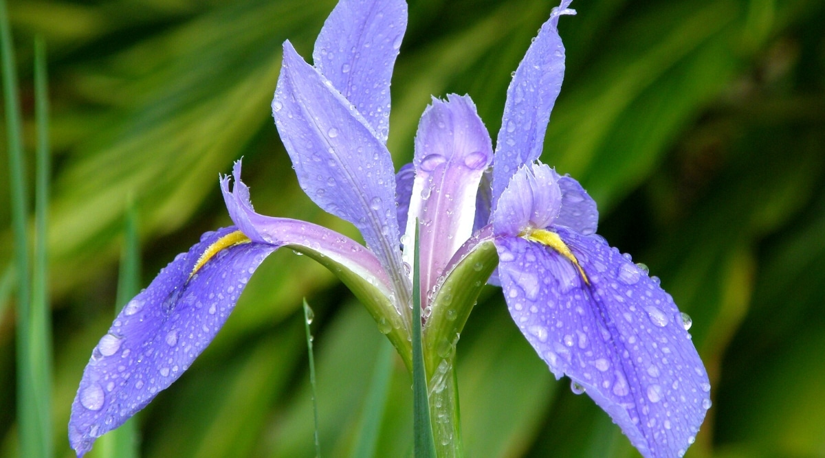 Primer plano de un floreciente Iris giganticaerulea 'Giant Blue' cubierto de gotas de agua contra un fondo frondoso borroso.  La flor es grande, tiene tres sépalos ovalados, oblongos, bajados hacia abajo y tres pétalos verticales más pequeños.  Las cataratas tienen crestas amarillas.