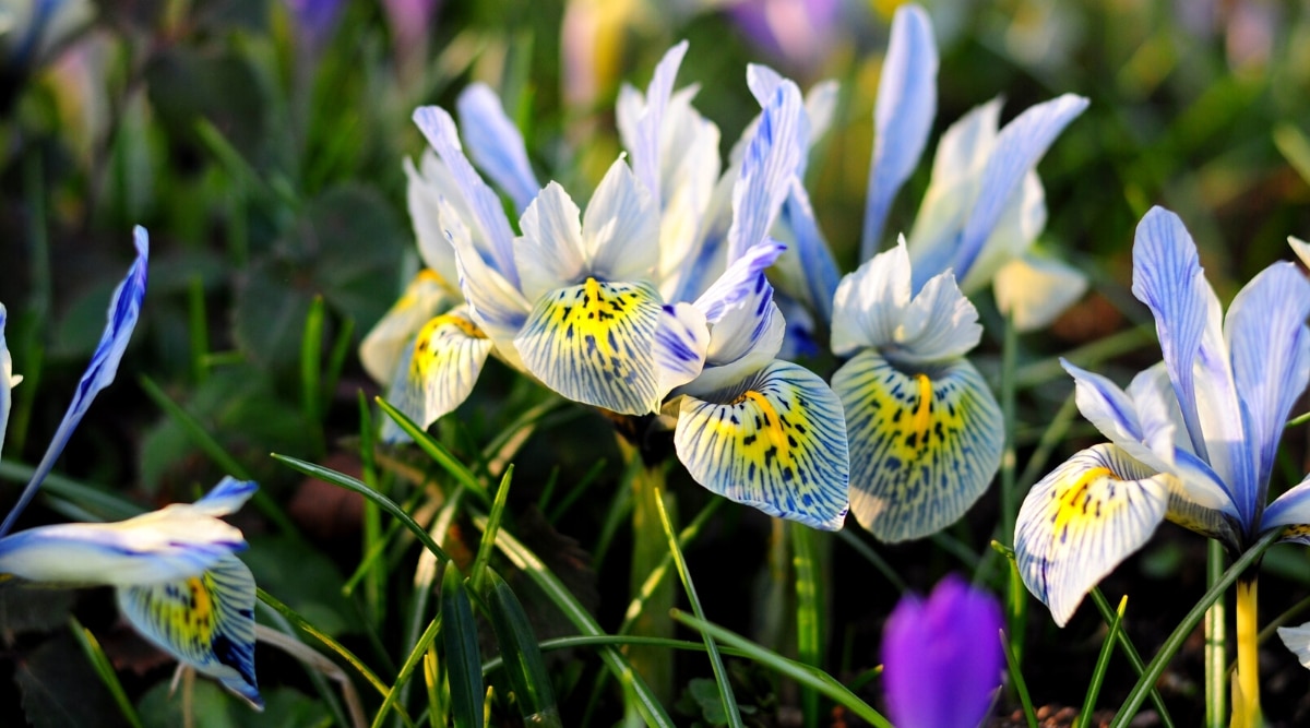 Primer plano de las flores de Iris reticulata 'Eye Catcher en flor en un jardín soleado.  Esta es una variedad enana de iris, por lo que tienen tallos cortos, que forman hermosas flores.  La flor consta de tres pétalos grandes exteriores. "caídas" de color blanco con vetas azules a lo largo de los bordes y centros amarillos con marcas negras.  Los tres pétalos verticales interiores son de color azul pálido con vetas de un azul profundo.