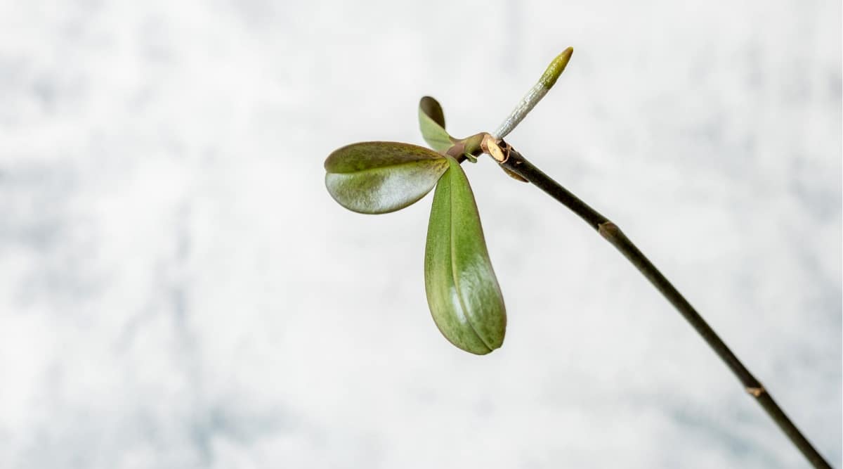 Primer plano de Orchid Keiki, sobre un fondo blanco borroso.  El tallo largo de una orquídea con un nuevo crecimiento (Keiki) para propagar la planta.  Keiki tiene tres hojas ovaladas de color verde oscuro brillante y una raíz aérea.