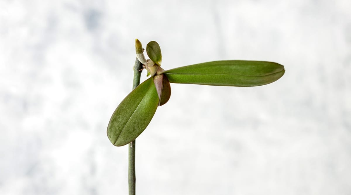 Primer plano de una orquídea Keiki contra un fondo blanco y gris borroso.  Una raíz pequeña y joven crece directamente en el tallo detrás de dos hojas jóvenes, pequeñas, ovaladas y de color verde oscuro.