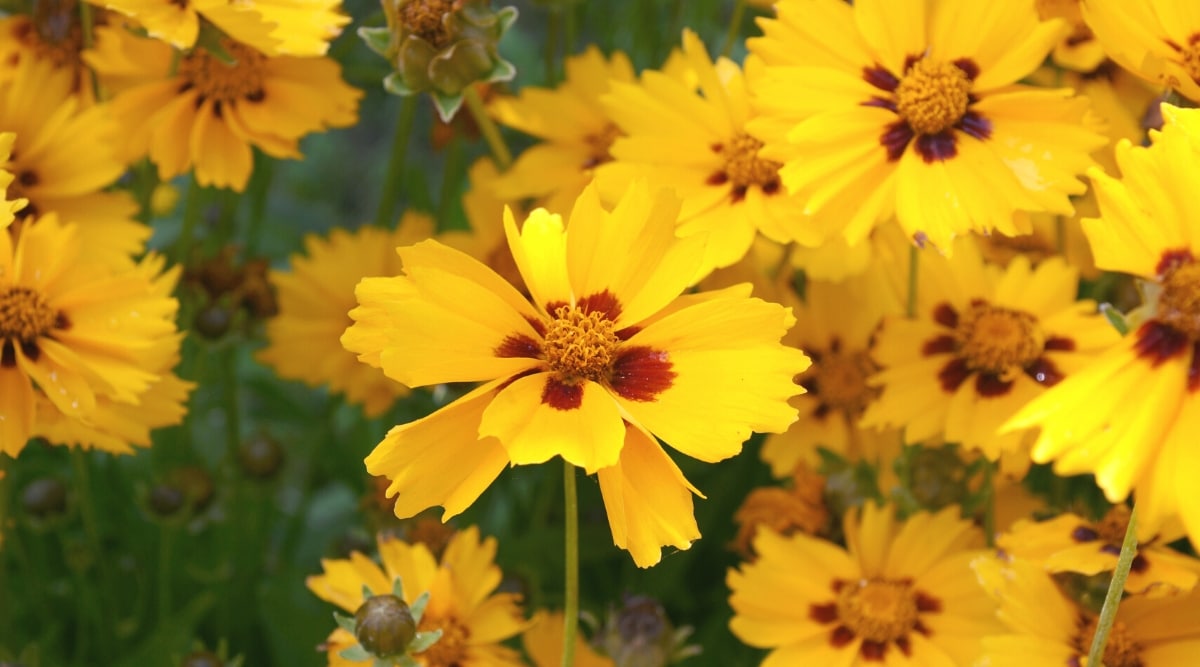 Primer plano de flores amarillas brillantes que tienen pétalos amarillos superpuestos con un borde puntiagudo y una mancha roja de color en la base, con un centro amarillo puntiagudo. 