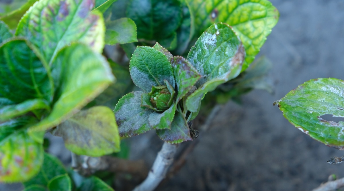 Un primer plano de una planta afectada por hongos en un jardín.  Las hojas son de color verde oscuro, en forma de corazón, con bordes ligeramente dentados, cubiertas con manchas de color verde pálido, una capa de polvo blanco y manchas de color marrón oscuro.