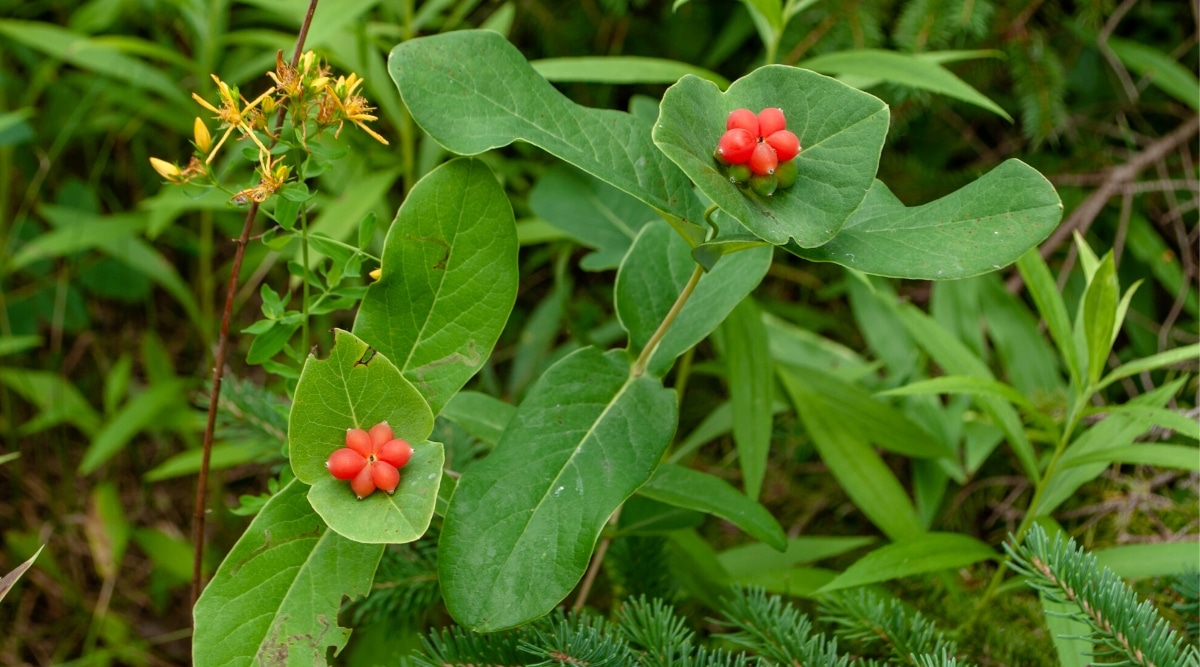Primer plano de dos tallos altos con hojas largas de forma ovalada, una hoja redonda en la parte superior y un pequeño botón floral parecido a una baya roja en el centro.