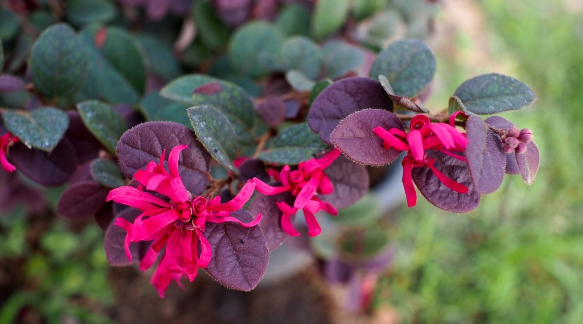 Primer plano de una planta con hojas pequeñas, redondas, de color rojo y verde oscuro con racimos de flores colgantes de color rojo brillante, como franjas.