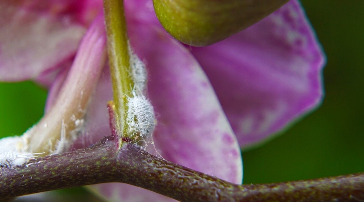 Primer plano de cochinillas en una rama de una orquídea en flor.  Las cochinillas son pequeños insectos de cuerpo blando cubiertos de cera de algodón blanco.  Hay una gran flor de orquídea púrpura en el fondo borroso.