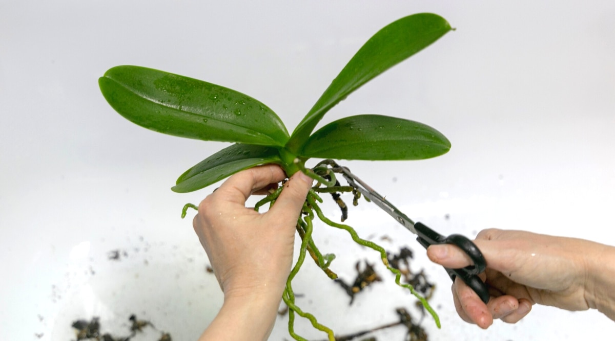 Primer plano de una planta de orquídea dividida en manos femeninas sobre un fondo blanco.  Las manos de las mujeres cortaron raíces de orquídeas dañadas sobre una superficie blanca.  La planta tiene una roseta de hojas cerosas largas, ovaladas, oblongas y raíces largas, gruesas y verdes.