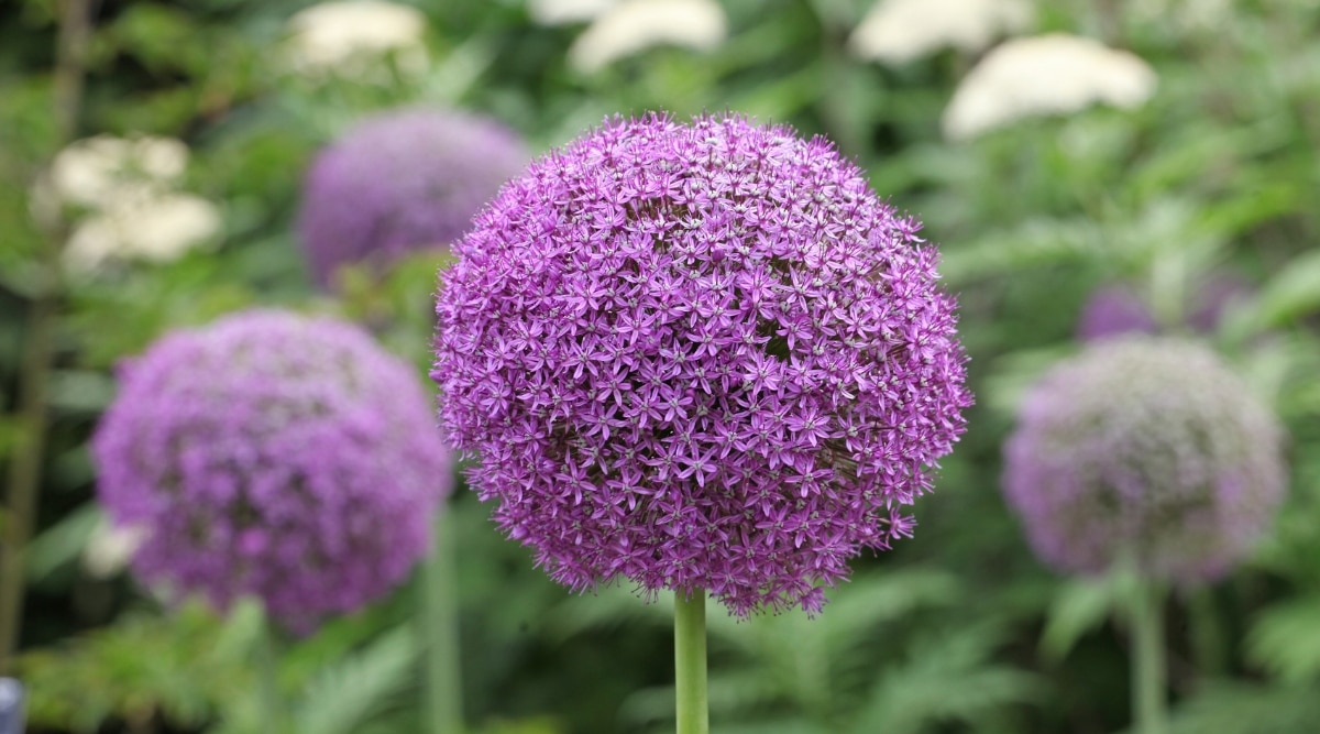 'Embajador' ornamental Allium crece en un jardín con flores de color púrpura