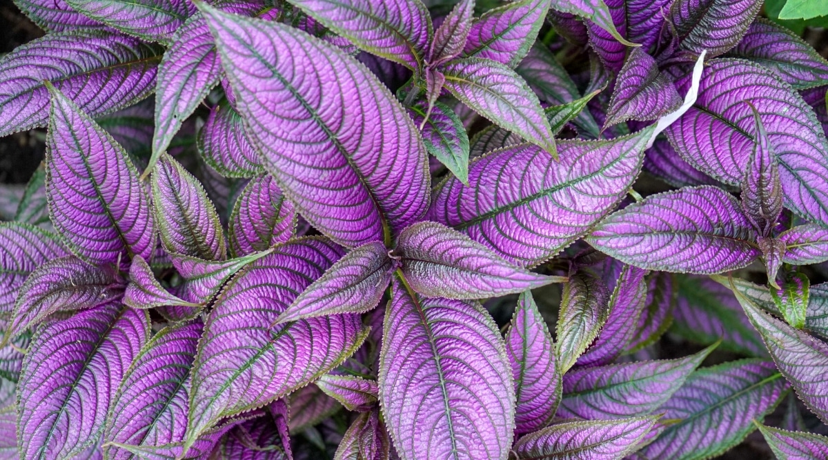 Primer plano de una planta con hojas grandes con puntas puntiagudas que crecen en racimos.  Cada hoja es de un color púrpura brillante con un borde verde y venas verdes.