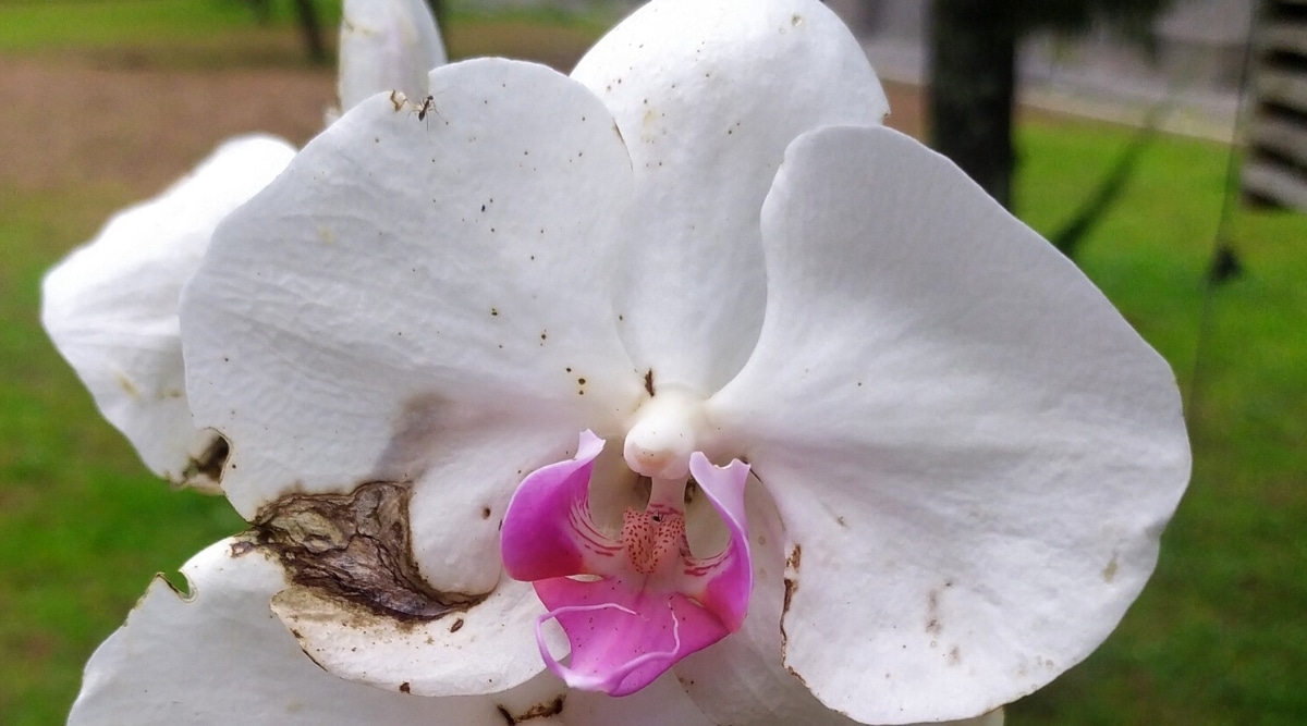 Primer plano de una flor de orquídea afectada por Botrytis en el jardín, contra un fondo borroso.  La flor es grande, plana, tiene dos pétalos redondeados y 3 sépalos de forma similar, blancos, cubiertos con pequeños puntos negros y manchas más grandes secas de color marrón oscuro en el borde del pétalo.  Un labelo rosa brillante sobresale del centro de la flor.