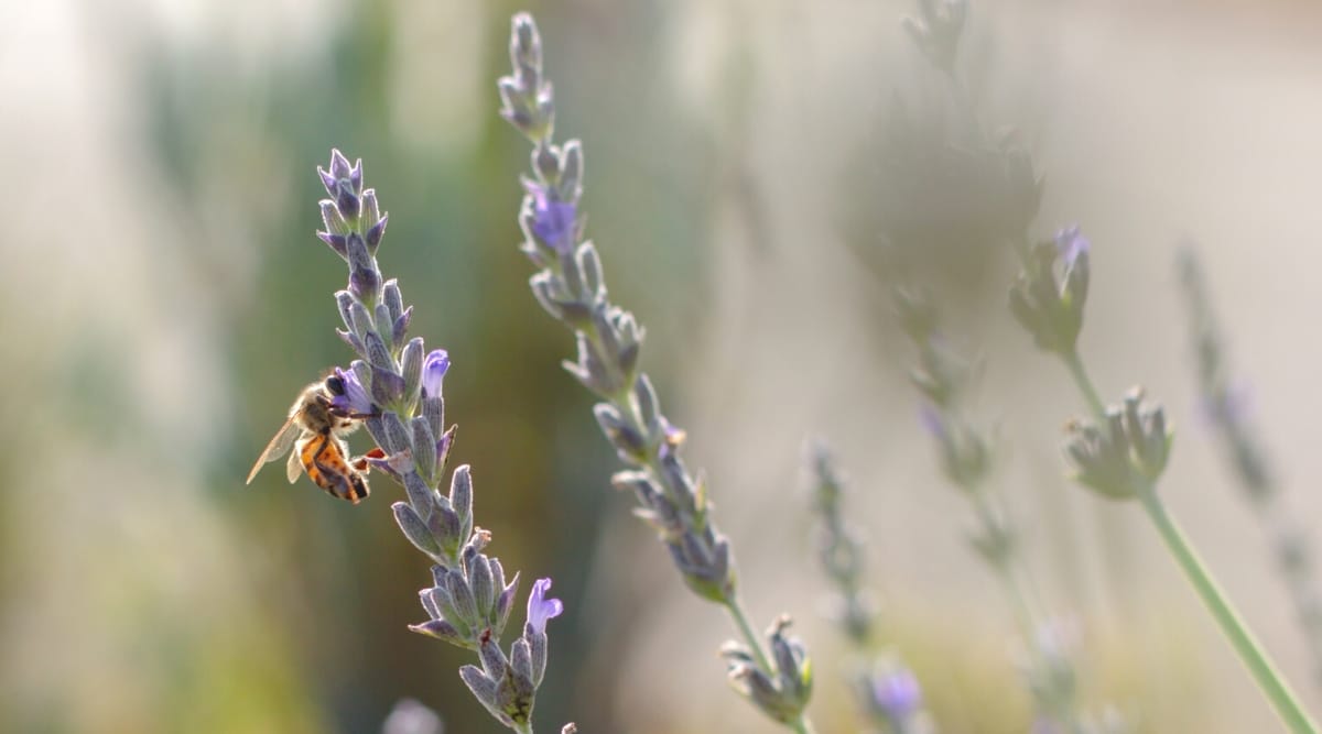 Primer plano de un abejorro aterrizando en un tallo alto de color verde claro con diminutas flores de color púrpura.