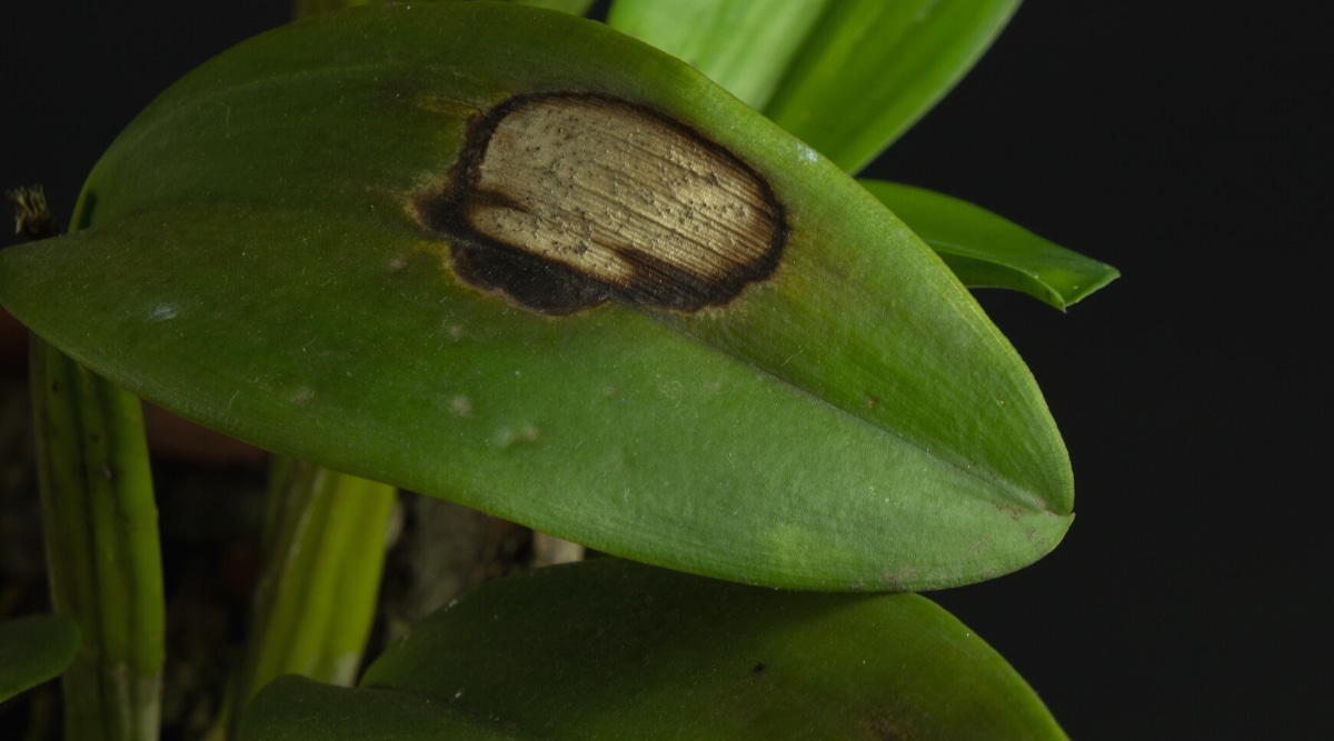 Primer plano de las hojas de una orquídea infectada con la enfermedad Phytophthora Fungi sobre un fondo negro.  Las hojas son grandes, de color verde oscuro, oblongas, ovaladas con una mancha negra y un centro gris.