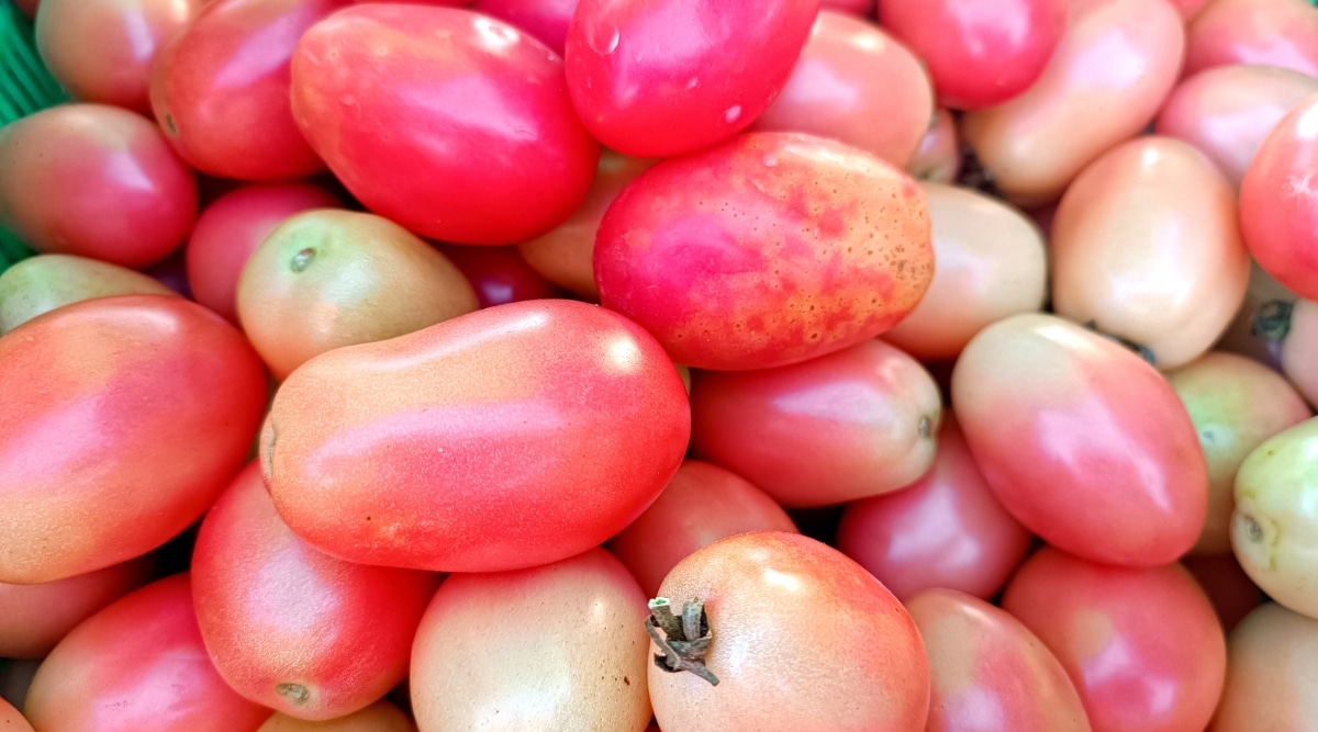 Varias frutas de forma ovalada que son de color amarillo rosado se apilan en una canasta.