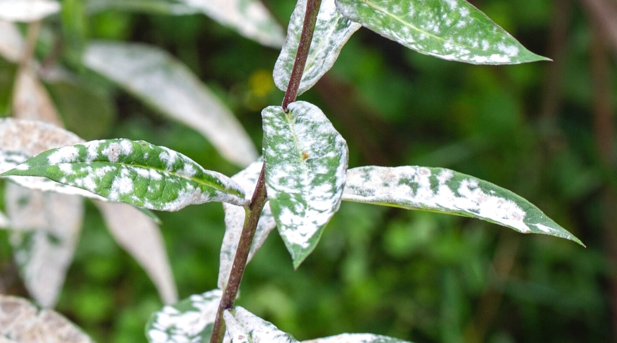 Primer plano de hojas ovales, oblongas, de color verde oscuro, infectadas con mildiu polvoriento, en un jardín de primavera.  Las hojas están cubiertas con una película blanca como el polvo.