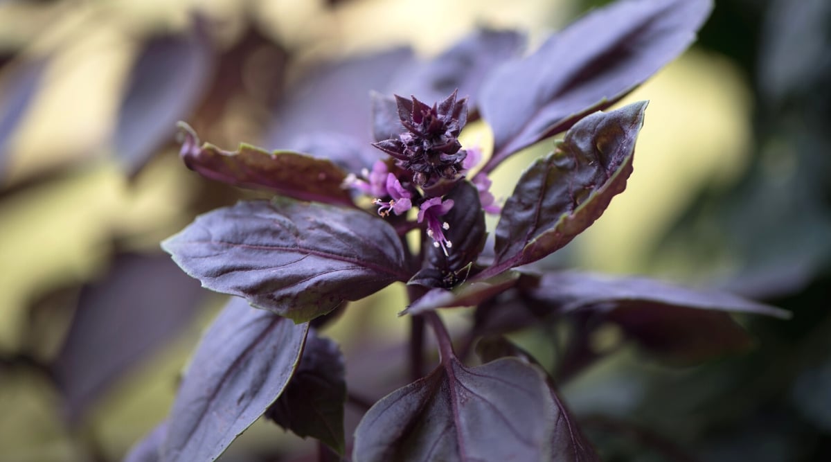 Primer plano de una planta frondosa de color púrpura oscuro con pequeñas flores rosadas que crecen alrededor de la parte superior junto a pequeños brotes de hojas.