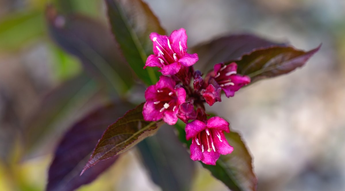 Primer plano de pequeñas flores de color rosa brillante rodeadas de hojas largas, puntiagudas y de color púrpura oscuro.