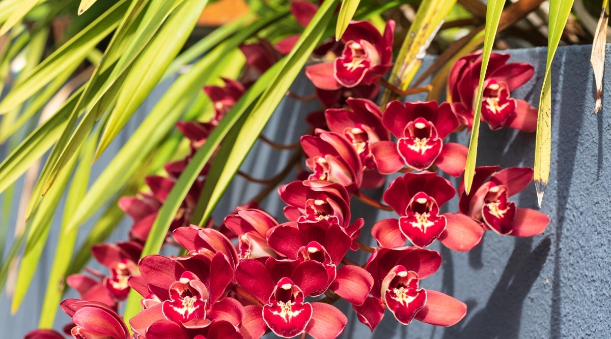 Flores de orquídea Cymbidium púrpura rojo oscuro en un jardín soleado.  Pedúnculos largos, con hermosas flores de color rojo oscuro.  La flor tiene pétalos y sépalos del mismo tamaño y forma, y ​​un labelo protuberante de un intenso color burdeos con marcas blancas más cerca del centro.  Las hojas son largas, en forma de cinta, de color verde pálido.  Las puntas de algunas hojas son secas y de color marrón oscuro.