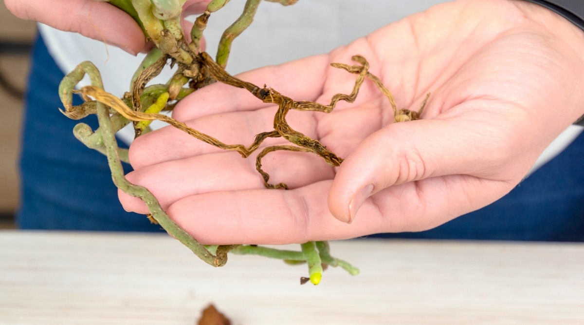Primer plano de manos masculinas que sostienen raíces de orquídeas giratorias.  Las raíces son largas, de color verde pálido y marrón oscuro suave.