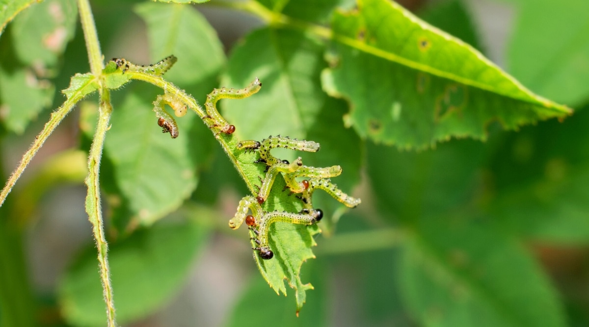Primer plano de larvas de moscas de sierra en una hoja de rosa en un jardín.  Las larvas se asemejan a pequeñas orugas verdes, tienen un cuerpo alargado, suave, de color verde brillante con puntos negros y cabezas rojas.
