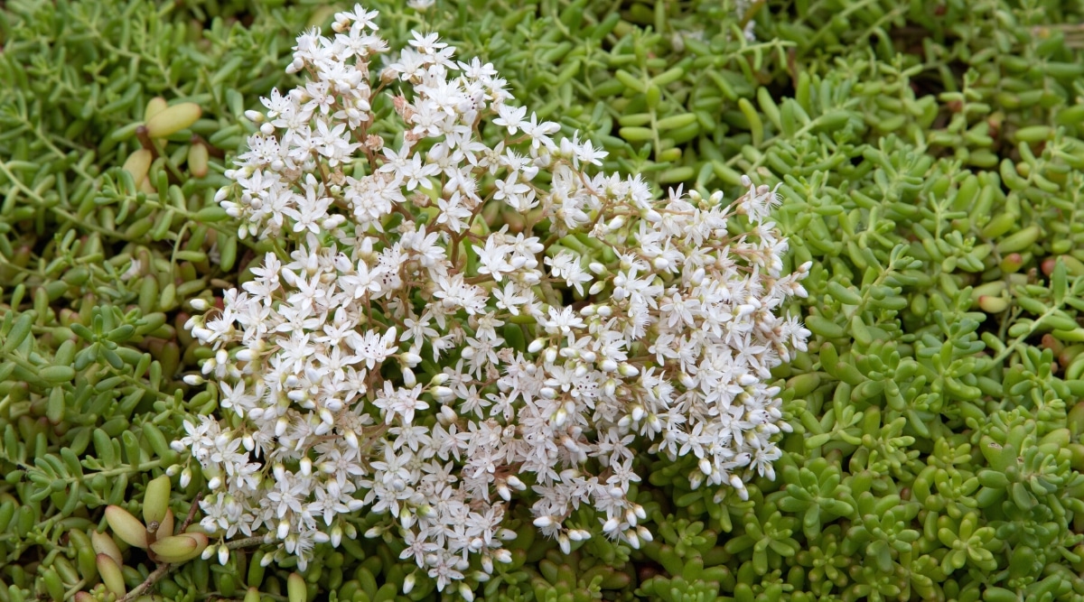 Racimo de diminutas flores blancas en forma de estrella rodeadas de racimos de hojas gruesas, diminutas y verdes.